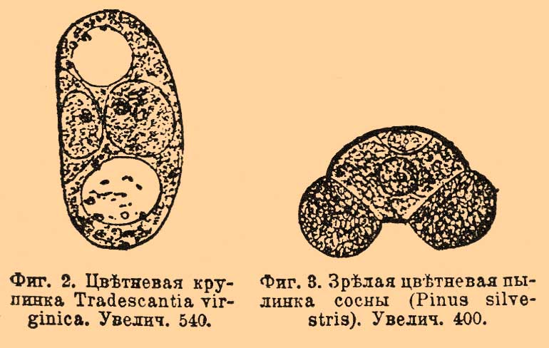 Оплодотворение у растений