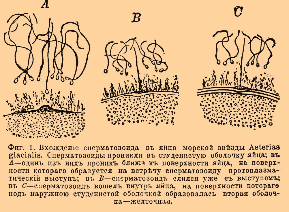 Оплодотворение*