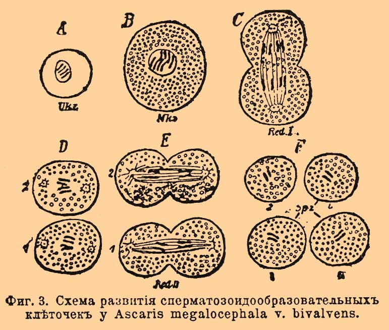 Оплодотворение*
