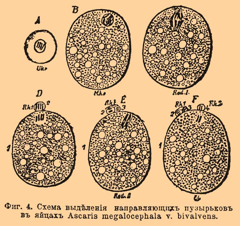 Оплодотворение*