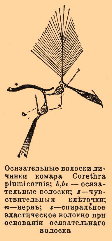 Осязательные органы