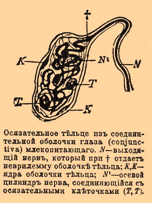 Осязательные органы