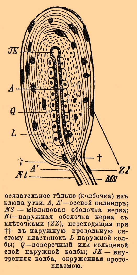 Осязательные органы