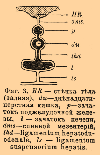 Печень*