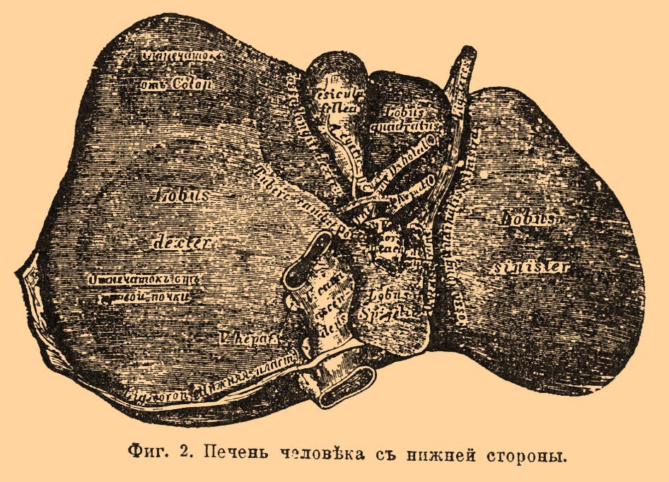 Печень*