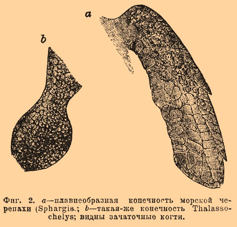 Плавники, органы движения*