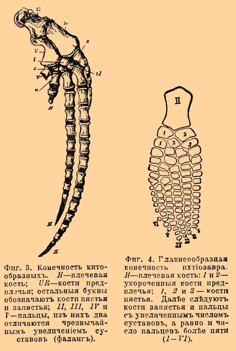 Плавники, органы движения*