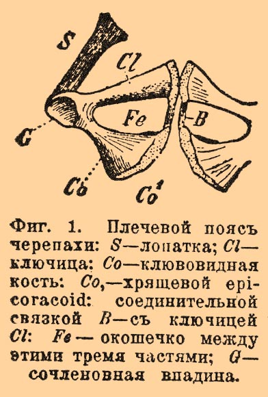 Плечевой пояс*