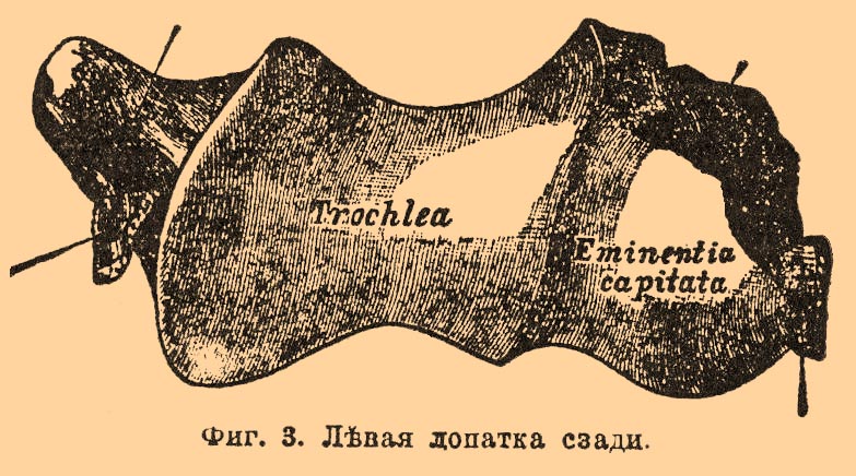 Плечевой пояс*
