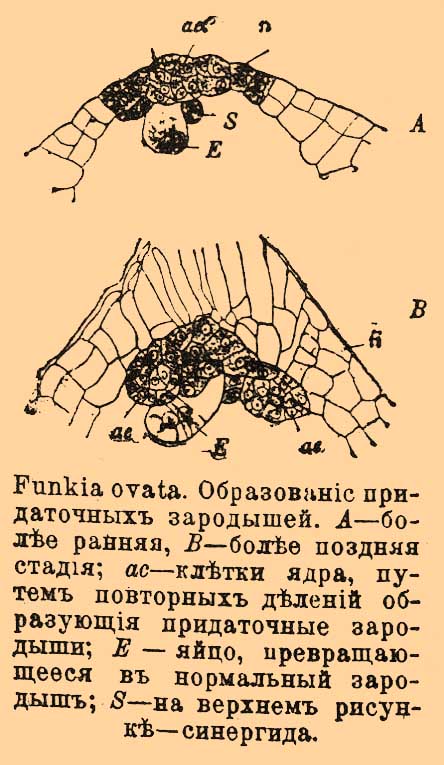 Полиэмбриония у растений*
