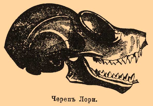 Полуобезьяны*