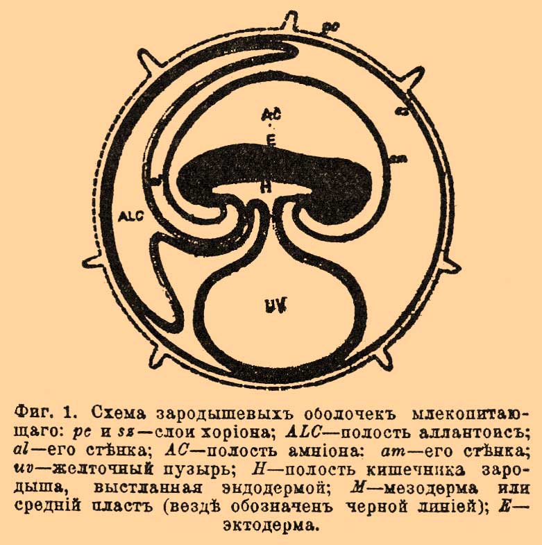 Послед*