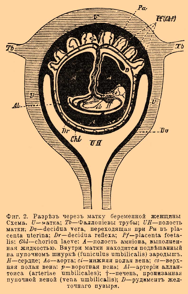 Послед*