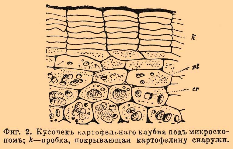 Пробковая ткань*