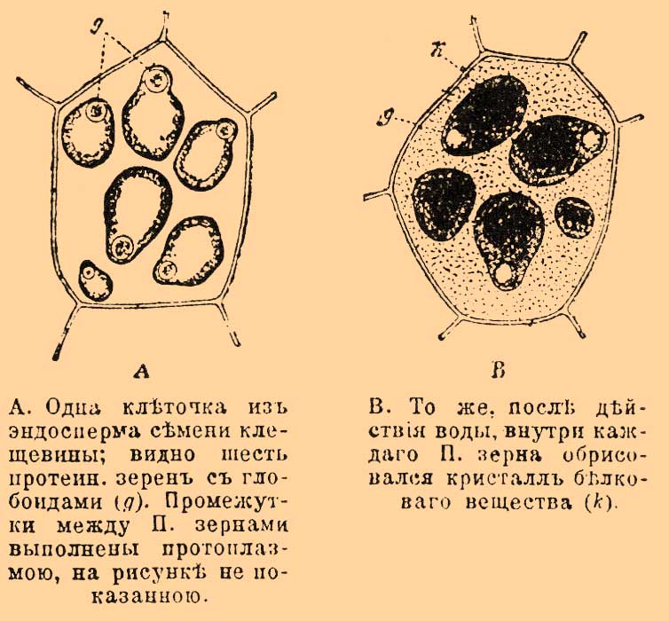 Протеиновые зерна*