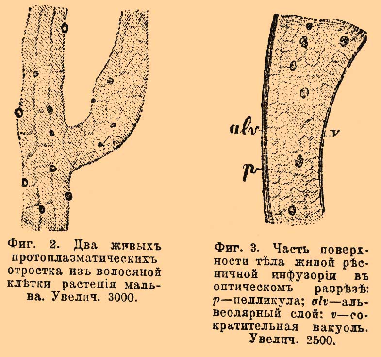 Протоплазма или саркода*