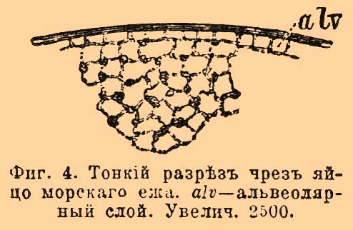 Протоплазма или саркода*