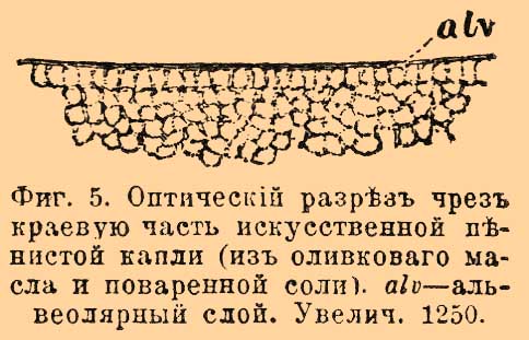 Протоплазма или саркода*