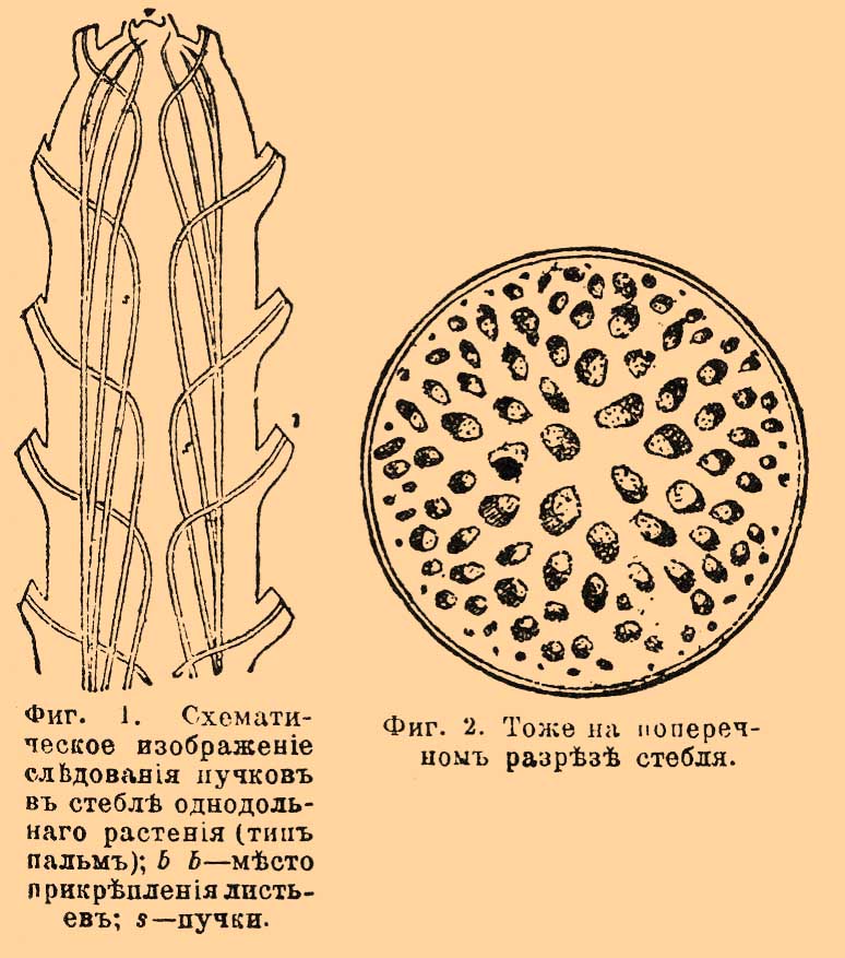 Пучки*
