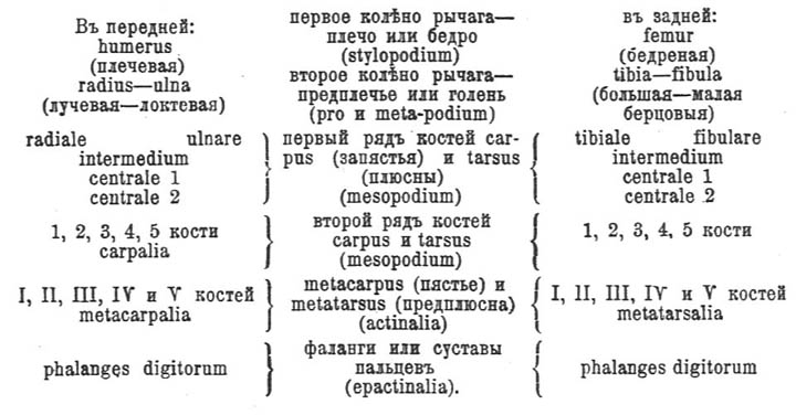Пятипалая конечность
