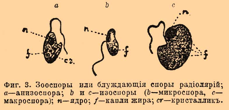Радиолярии*