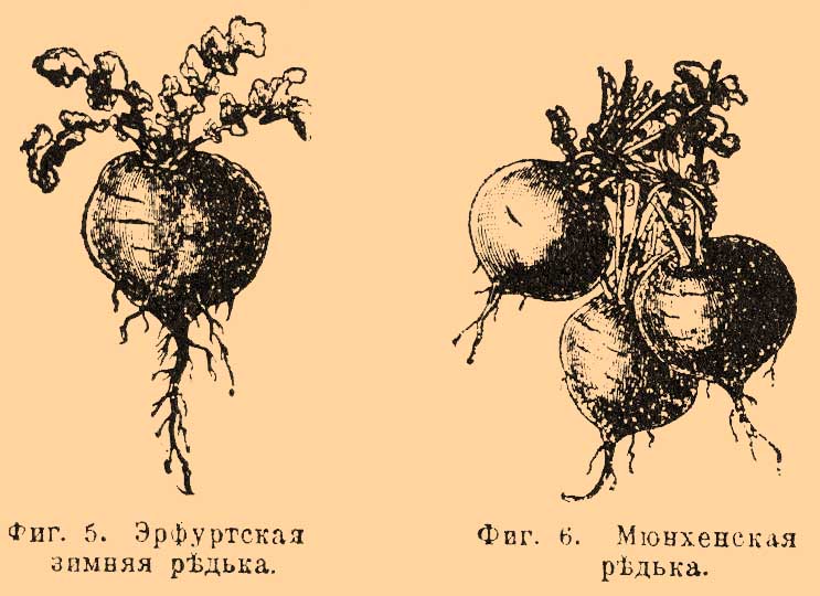 Редечные*
