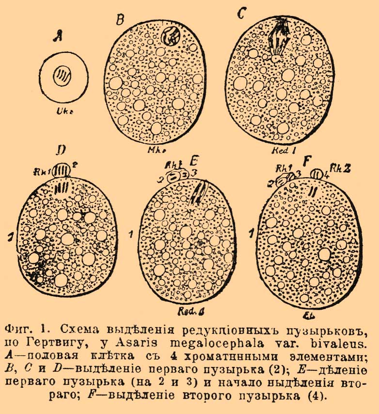 Редукция, в биологии*