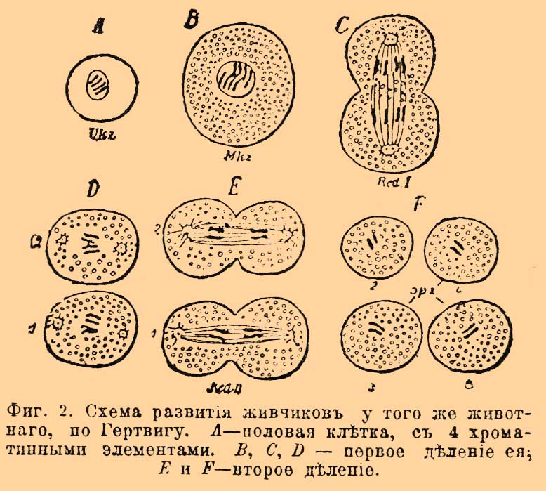 Редукция, в биологии*
