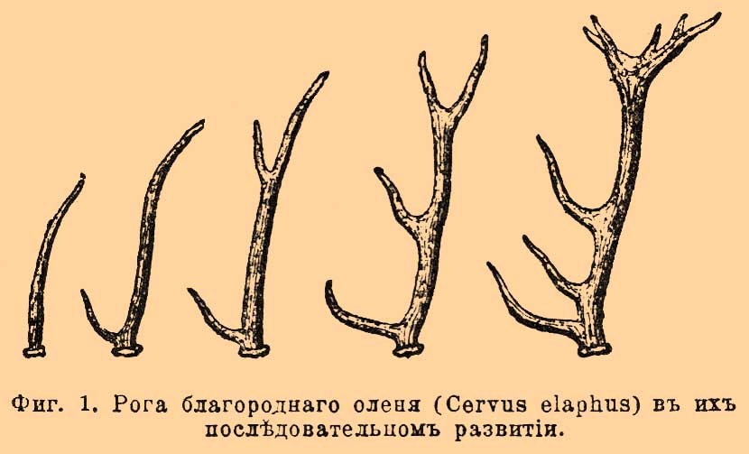 Рога*