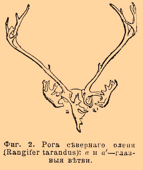 Рога*