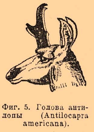 Рога*