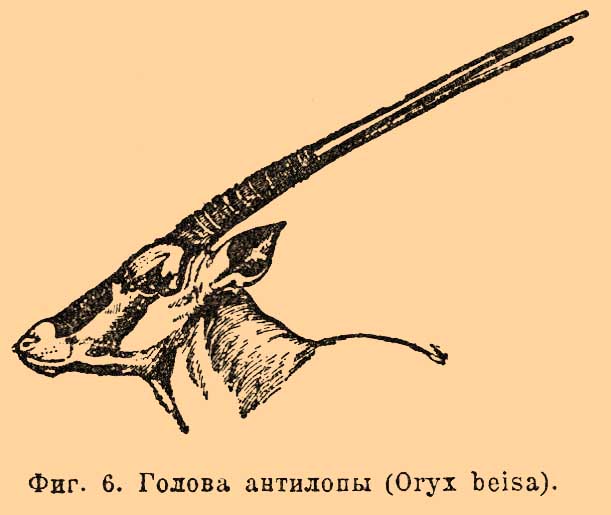 Рога*