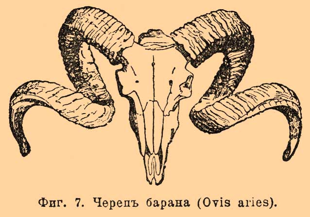 Рога*