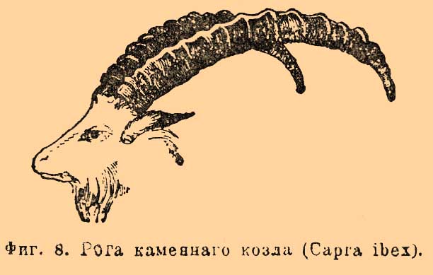 Рога*