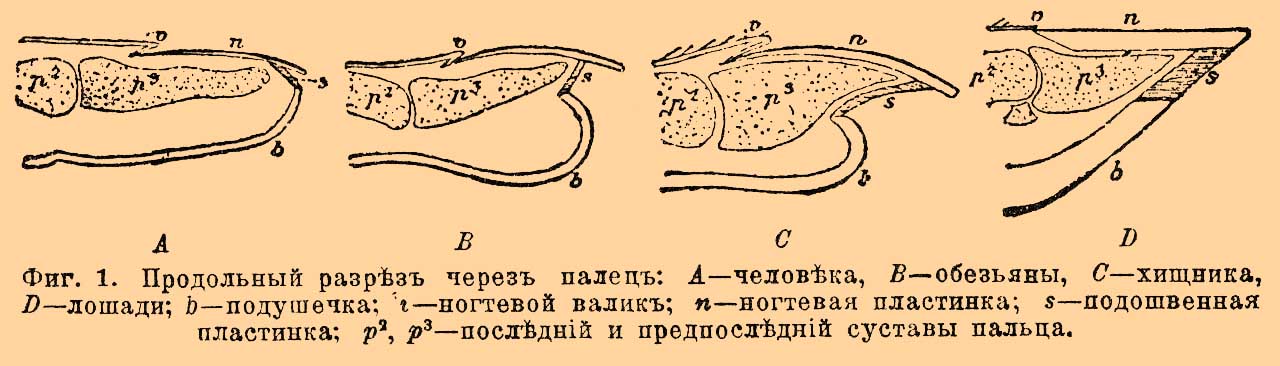 Роговые придатки кожи*