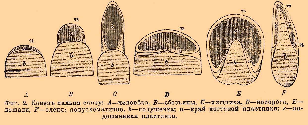 Роговые придатки кожи*