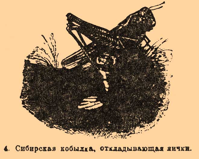 Саранчовые*
