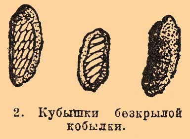 Саранчовые*