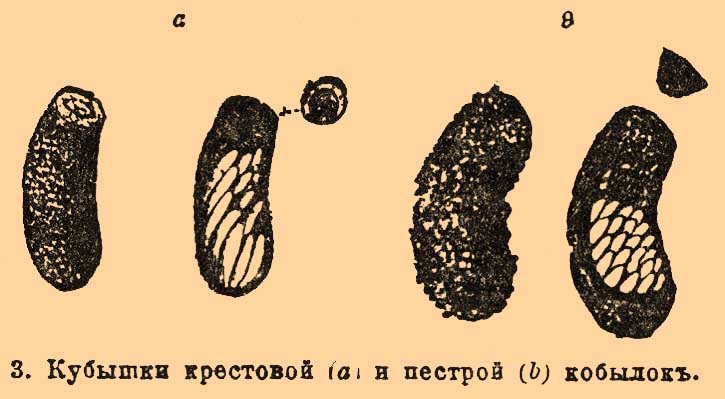Саранчовые*