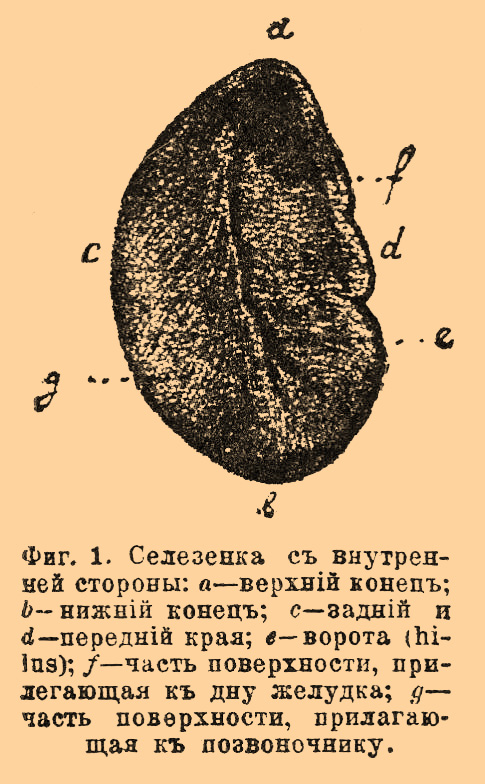 Селезенка*