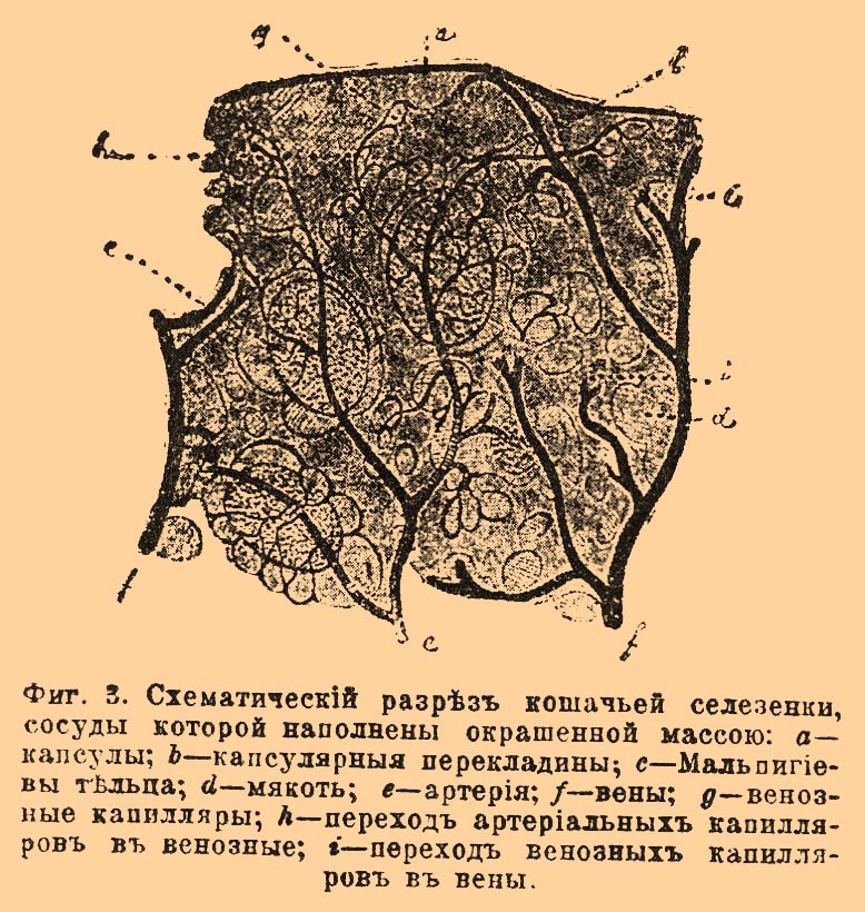 Селезенка*