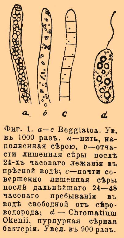 Серные бактерии*