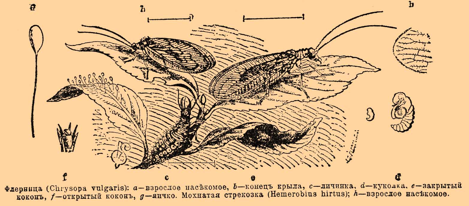 Сетчатокрылые*