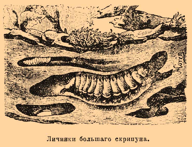 Скрипун