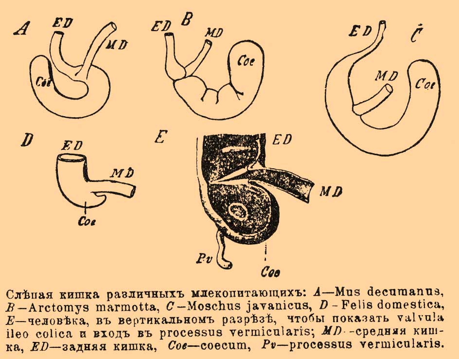 Слепая кишка