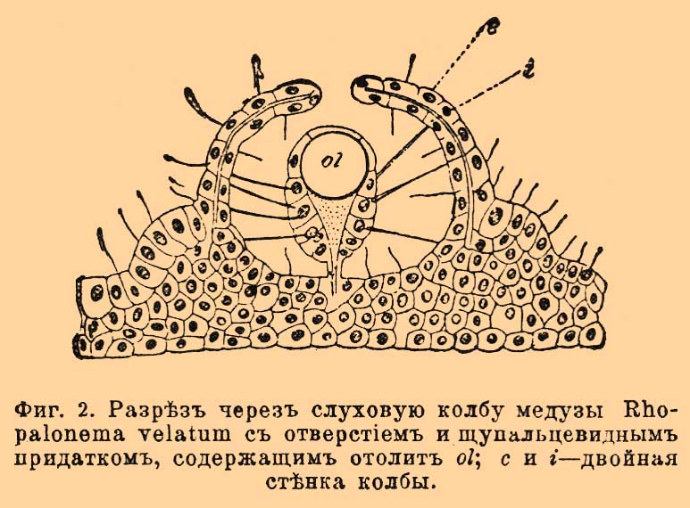 Слуховой аппарат
