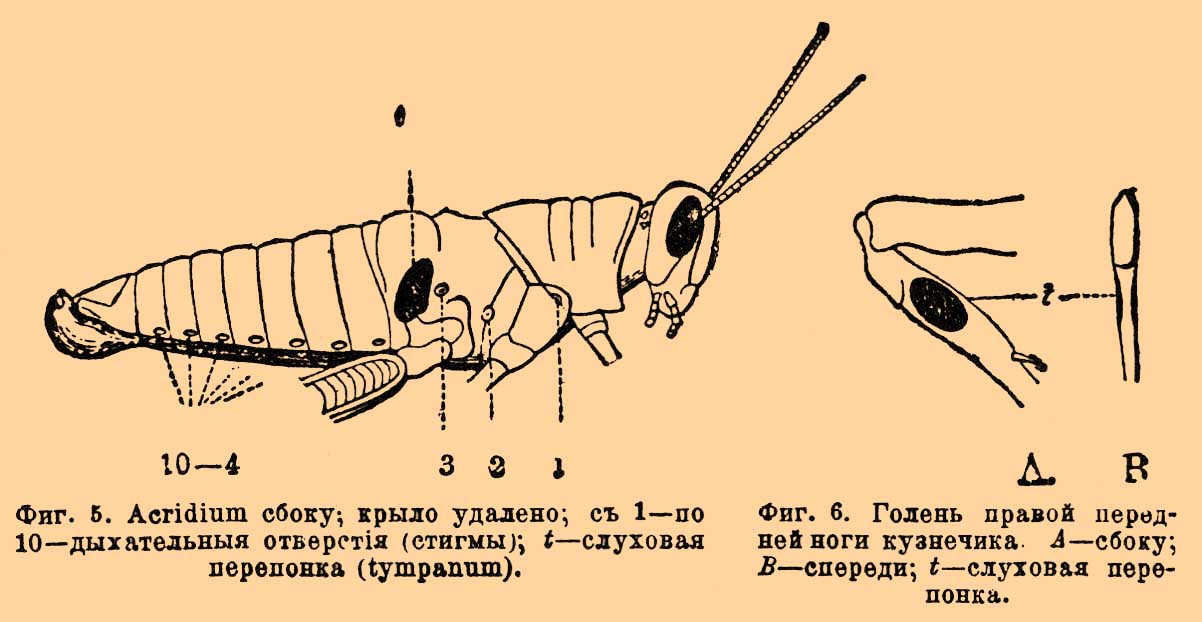 Слуховой аппарат