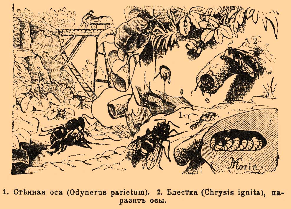 Стенные осы*