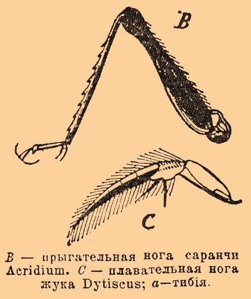 Тибия*