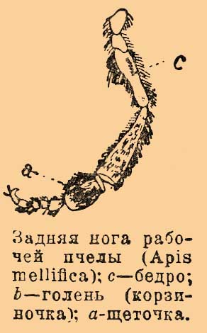 Тибия*